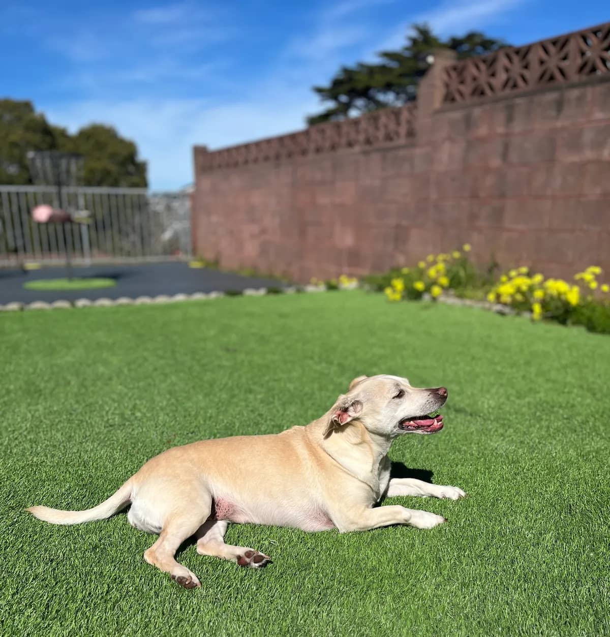 Cream-colored dog lounging on sunny turf in the fenced yard