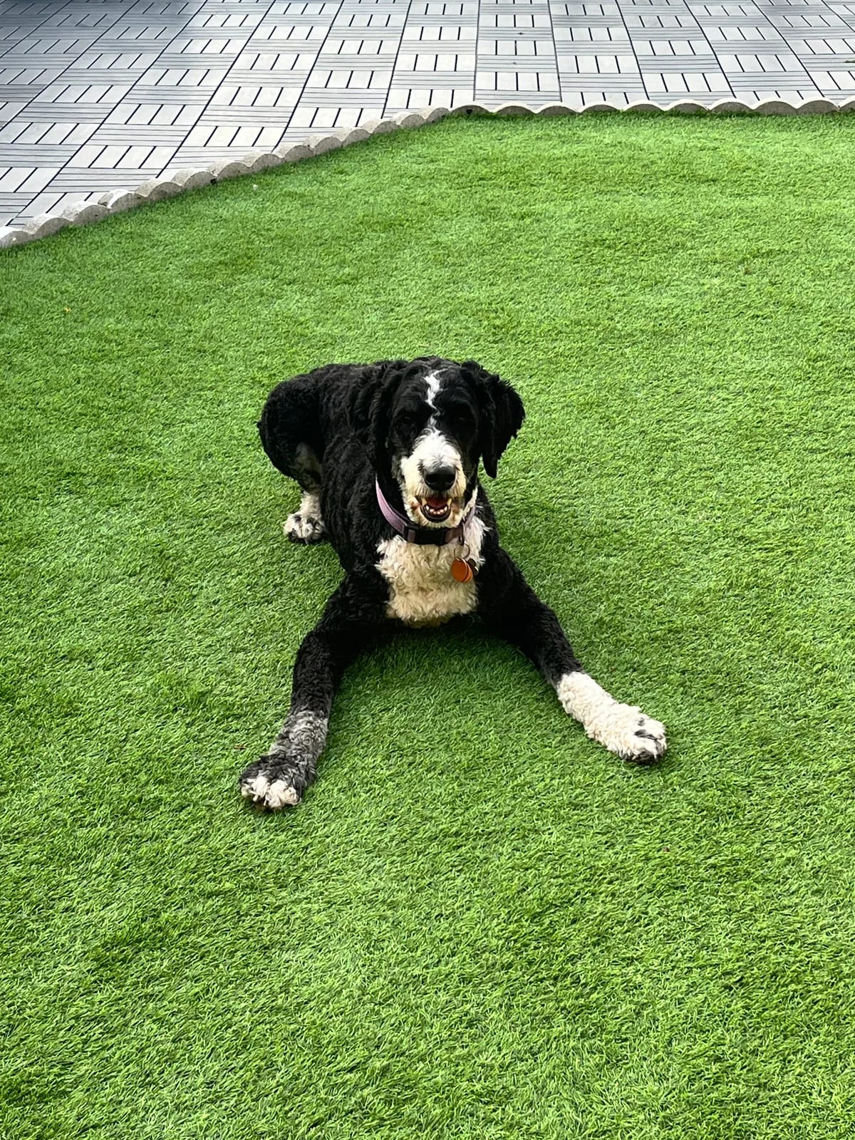 Black and white dog relaxing on green turf