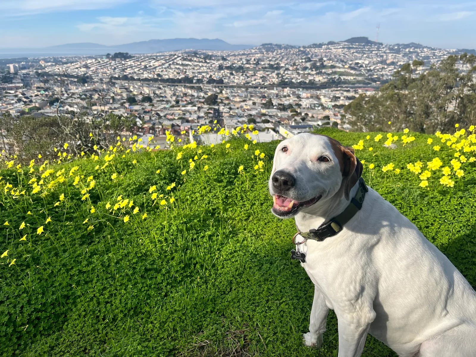 White dog sitting beside yellow flowers with San Francisco hills in the background