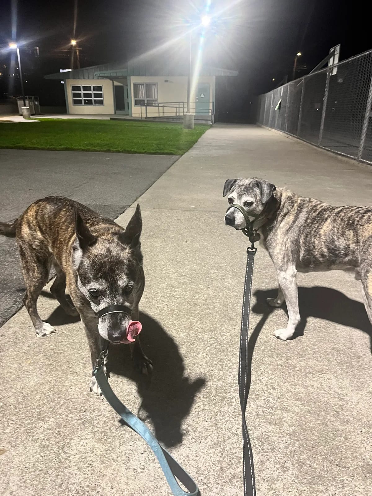Two dogs on leashes during a nighttime walk