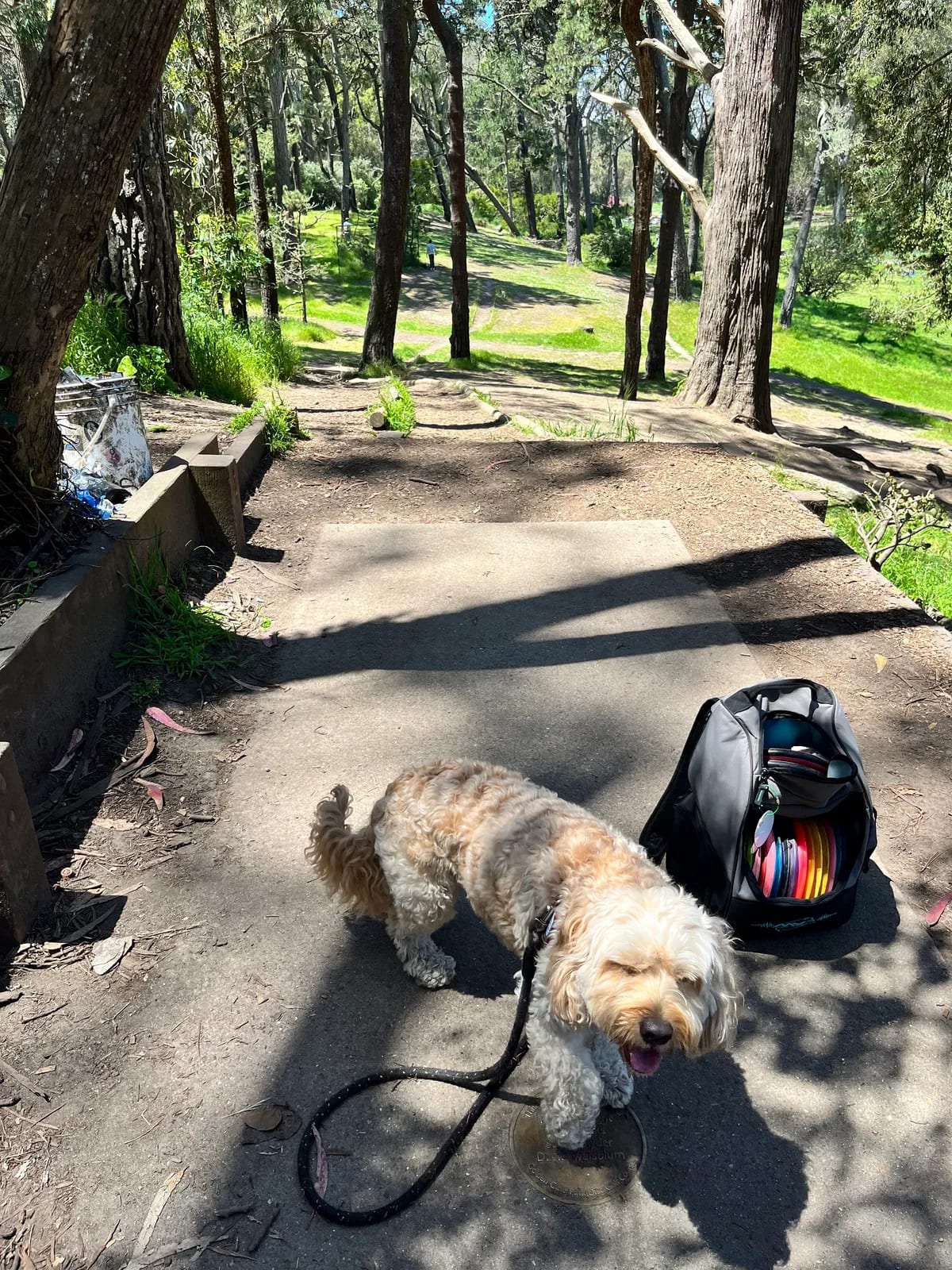 Cream-colored dog stopping on a sunny park trail