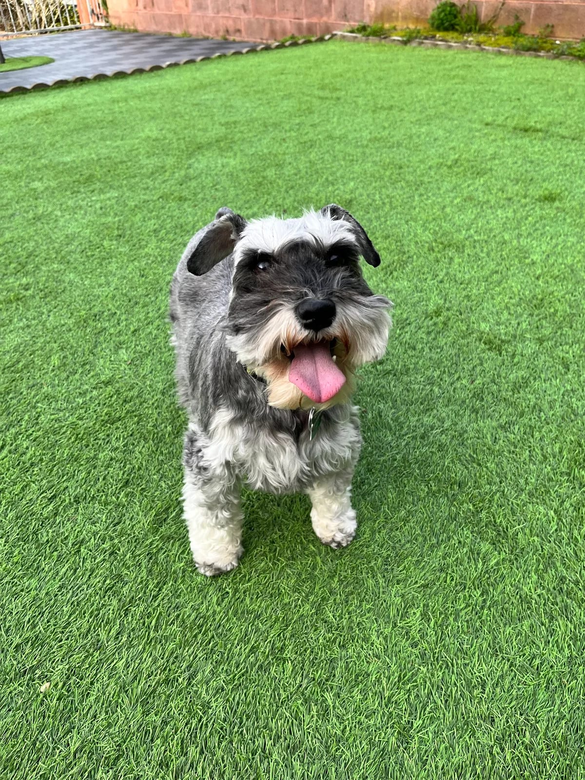 Happy gray schnauzer standing on green turf