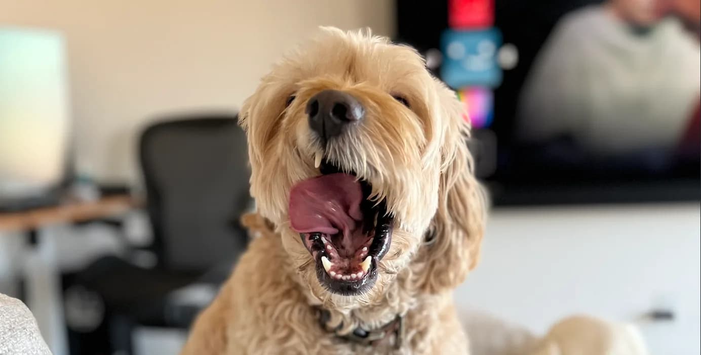 Happy tan cockapoo mid-yawn indoors with a blurred living room behind